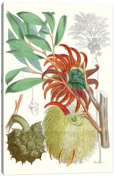 Tropical Variety IV Canvas Art Print