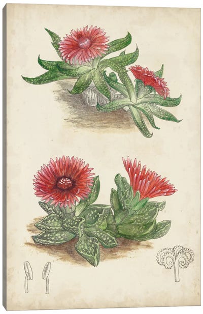 Antique Cactus V Canvas Art Print