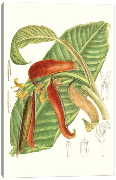 Tropical Variety VIII Canvas Art Print