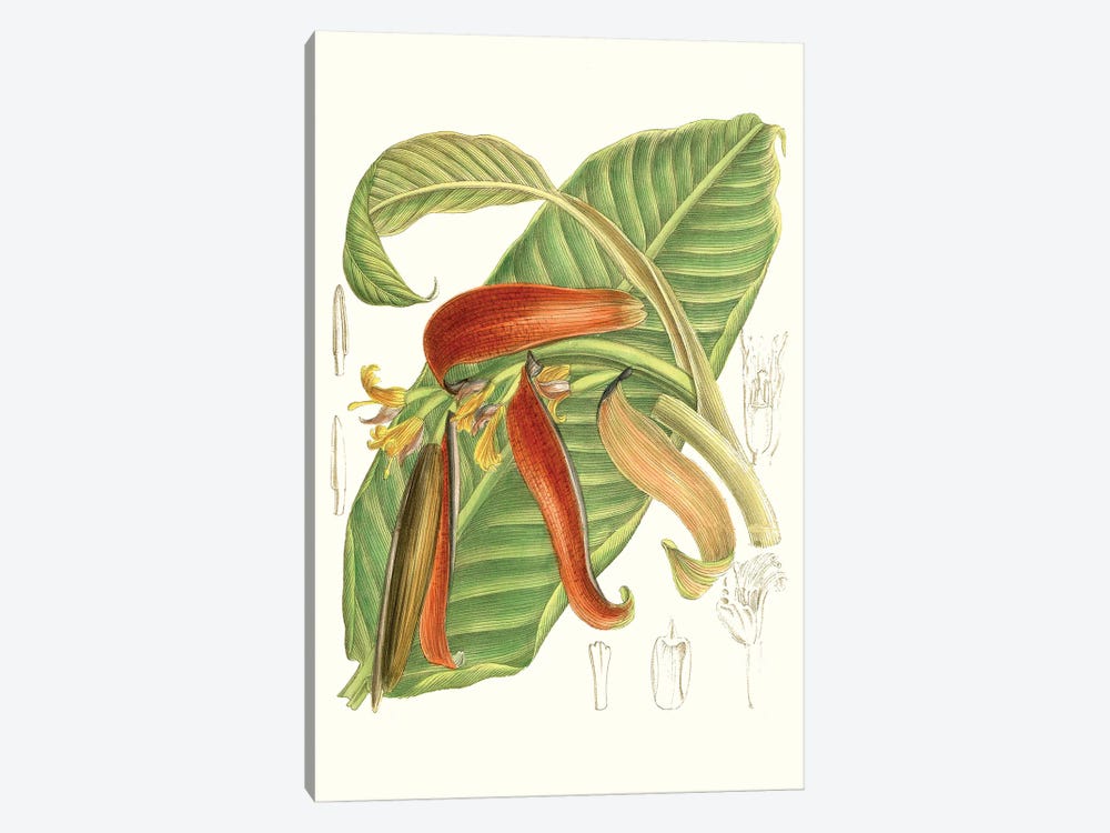 Tropical Variety VIII 1-piece Canvas Print