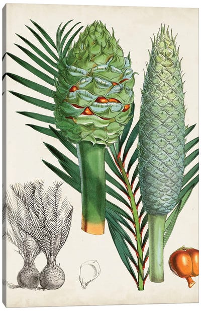 Sago Palms I Canvas Art Print