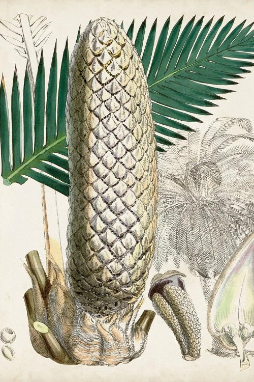 Sago Palms II by Curtis wall art
