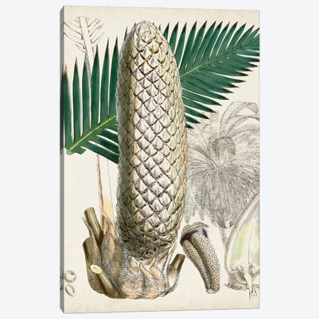 Sago Palms II Canvas Print #CTS63} by Curtis Canvas Art