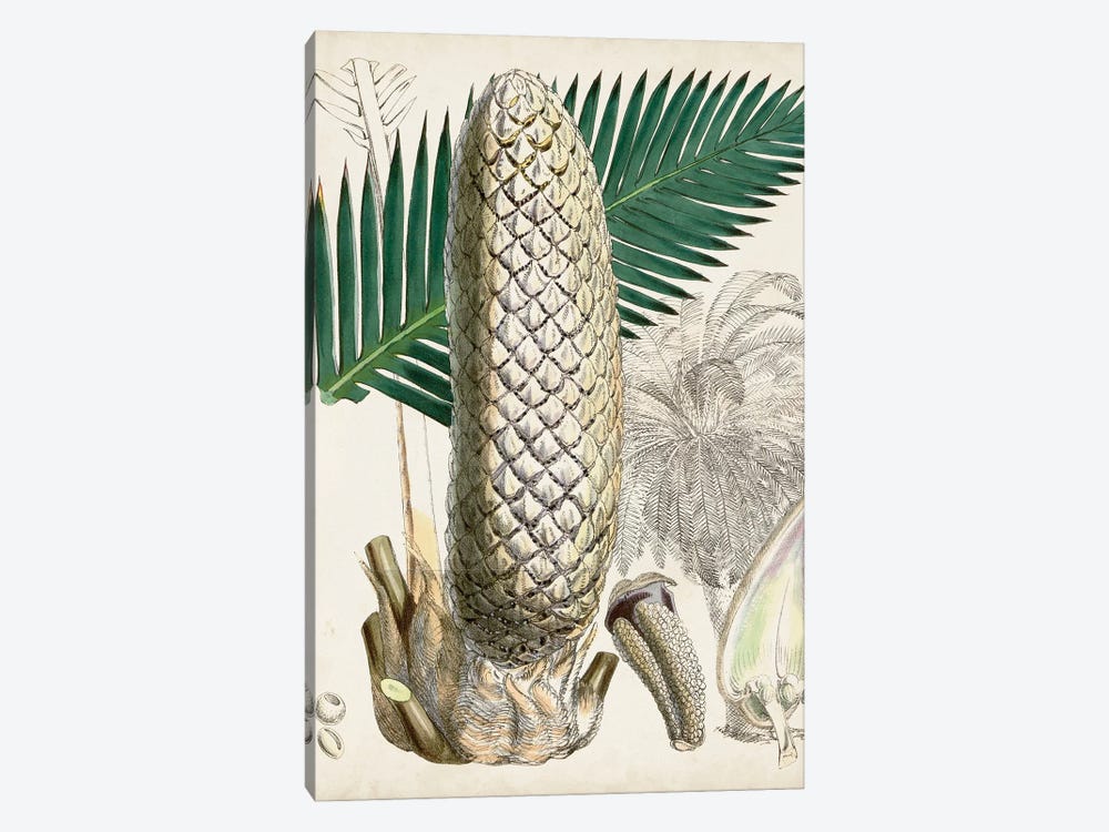 Sago Palms II by Curtis 1-piece Canvas Print
