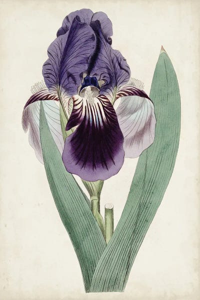 Gardening: Garden Gems VI by Curtis