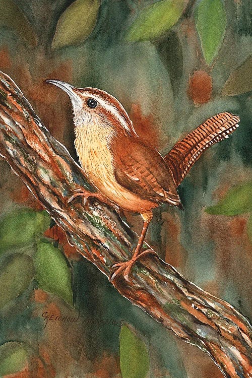 Carolina Wren