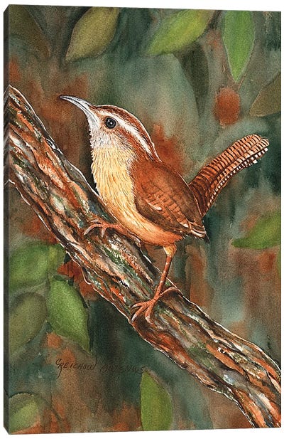Carolina Wren Canvas Art Print - Wrens