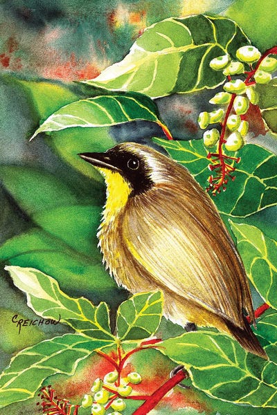 Common Yellow Throat by Christine Reichow framed canvas print