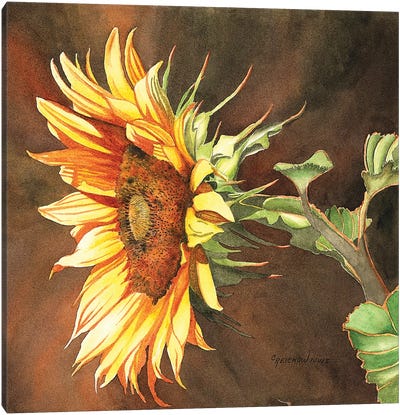 Here Comes The Sun Canvas Art Print - Christine Reichow