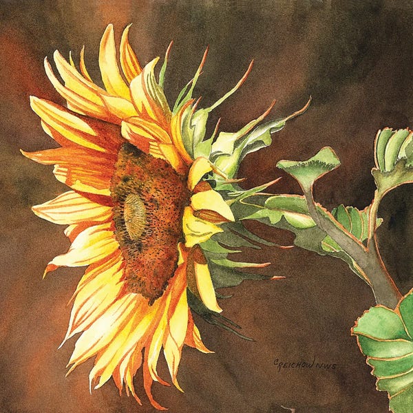 Nature Close-Ups: Here Comes The Sun by Christine Reichow