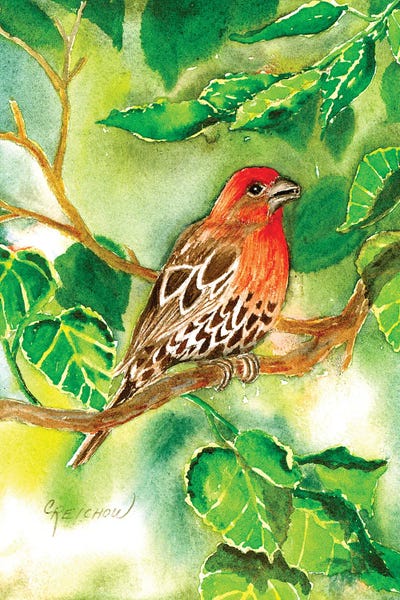 House Finch by Christine Reichow metal wall art