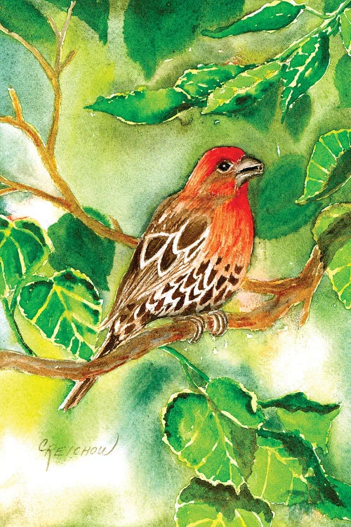 House Finch by Christine Reichow wall art