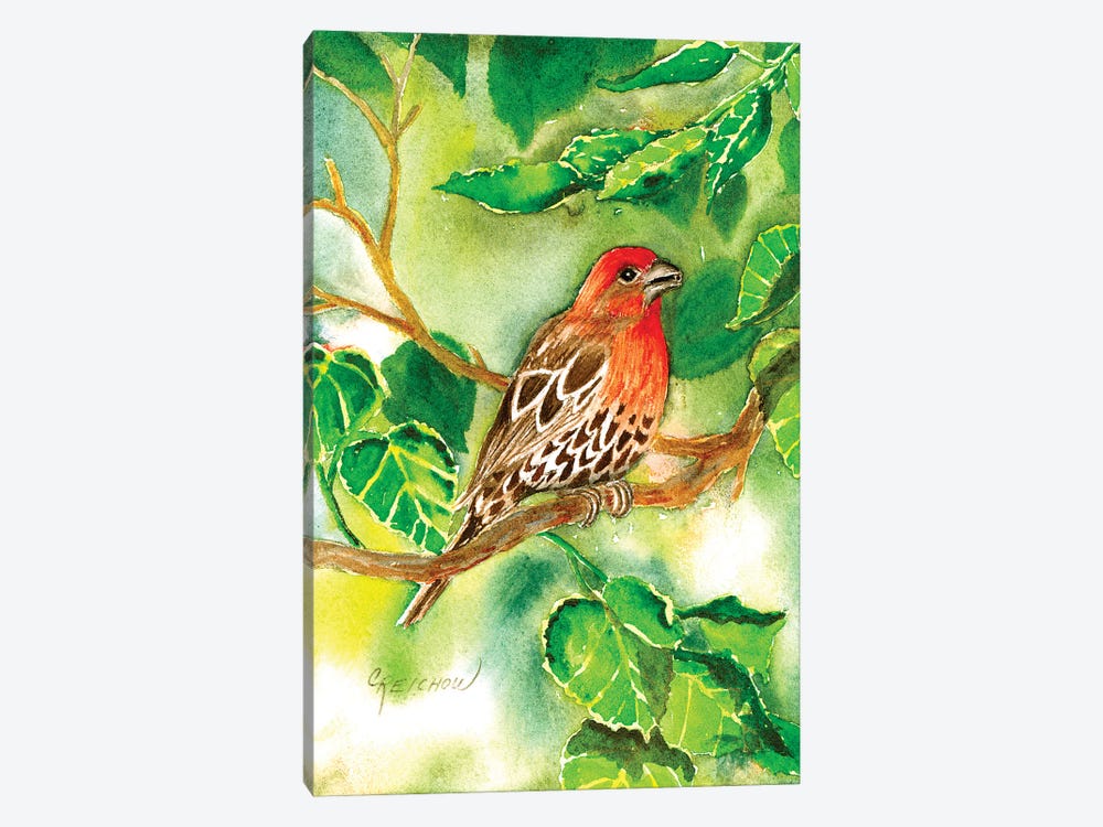 House Finch by Christine Reichow 1-piece Canvas Wall Art