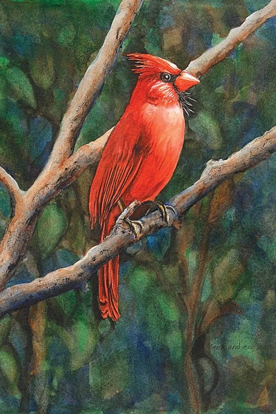 Mr Cardinal by Christine Reichow art print