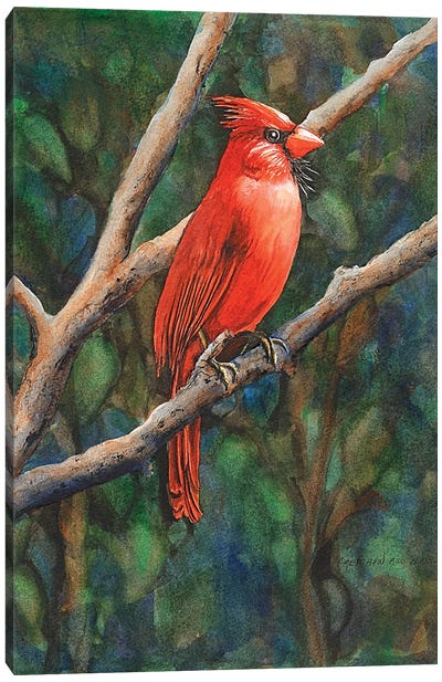 Mr Cardinal Canvas Art Print - Christine Reichow