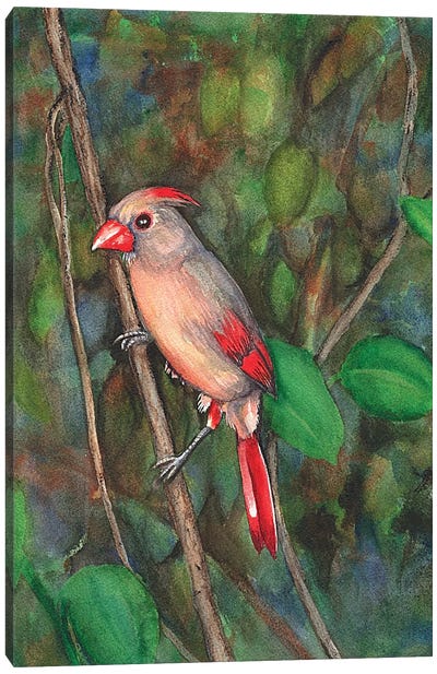 Mrs Cardinal Canvas Art Print - Cardinal Art