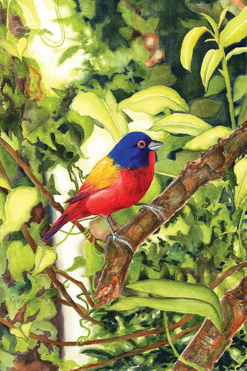 Painted Bunting