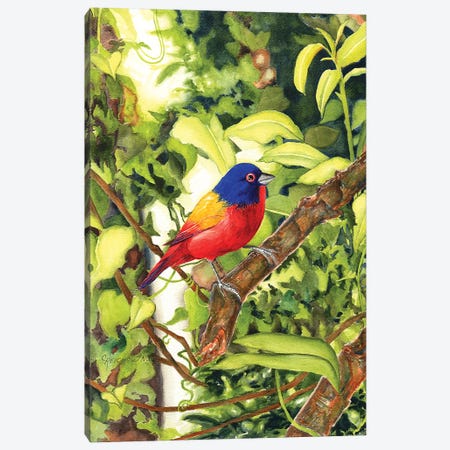 Painted Bunting Canvas Print #CTW43} by Christine Reichow Canvas Art