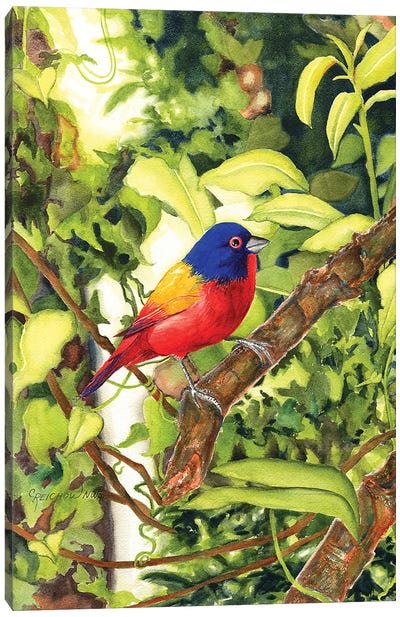 Painted Bunting Canvas Art Print - Christine Reichow