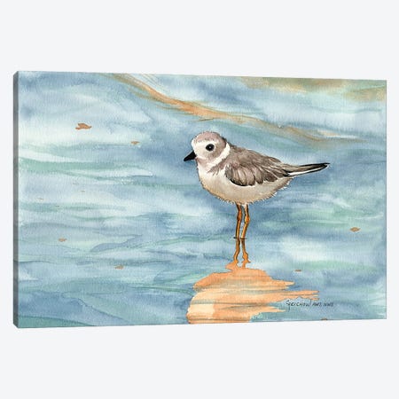 Piping Plover Canvas Print #CTW46} by Christine Reichow Canvas Art Print
