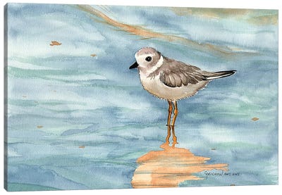 Piping Plover Canvas Art Print - Christine Reichow