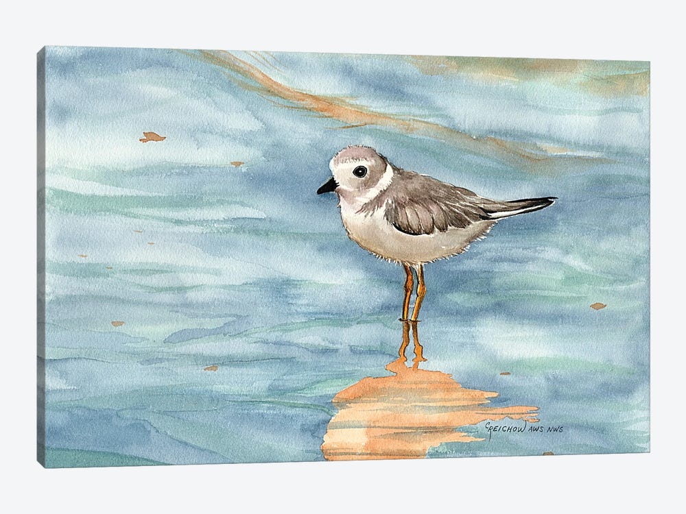 Piping Plover by Christine Reichow 1-piece Canvas Art Print
