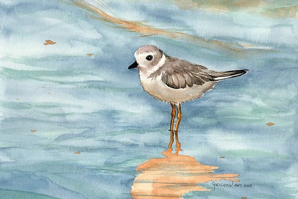 Plovers