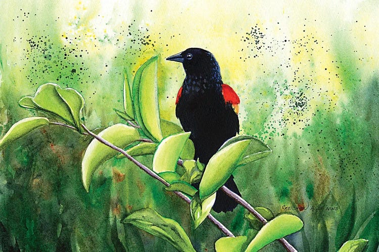 Red Winged Blackbird