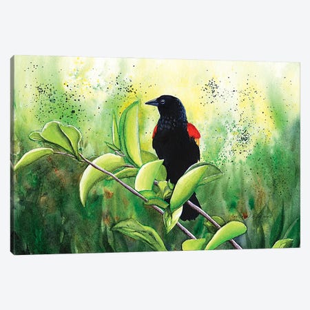 Red Winged Blackbird Canvas Print #CTW51} by Christine Reichow Canvas Art Print