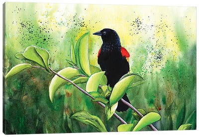 Red Winged Blackbird Canvas Art Print - Christine Reichow