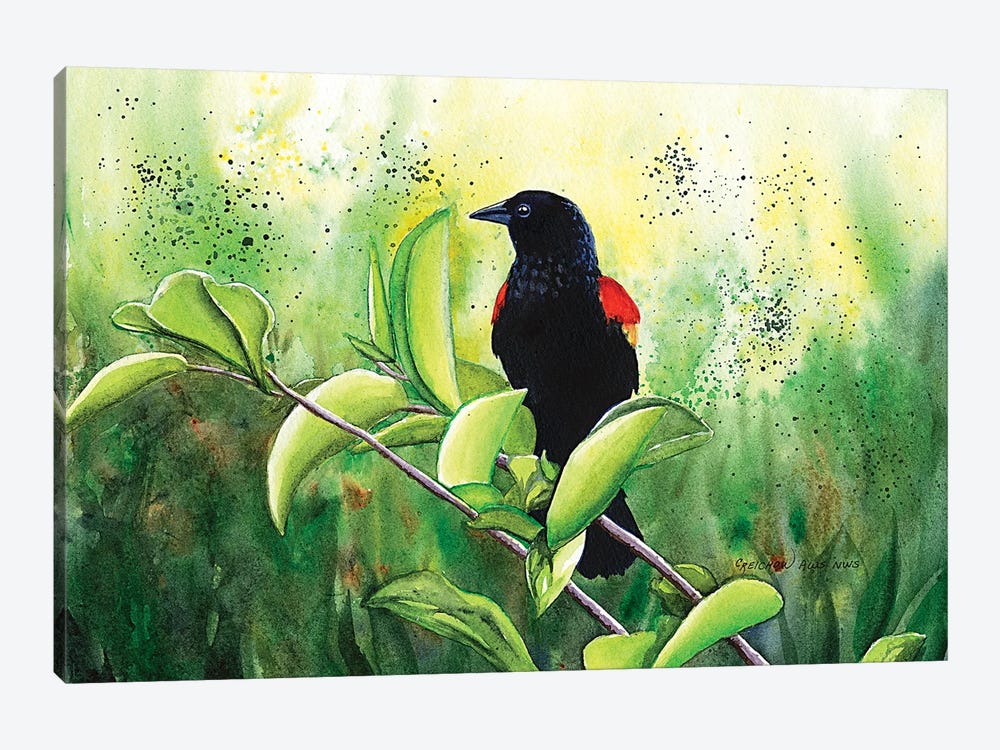 Red Winged Blackbird by Christine Reichow 1-piece Canvas Art Print
