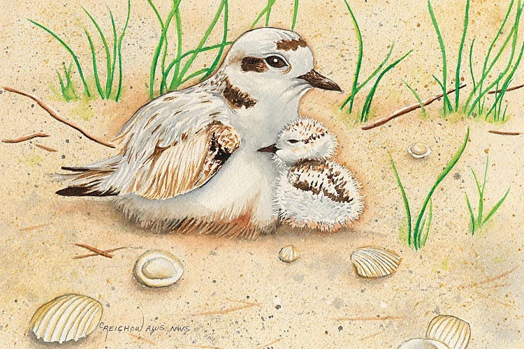 Snowy Plover Mom And Chick