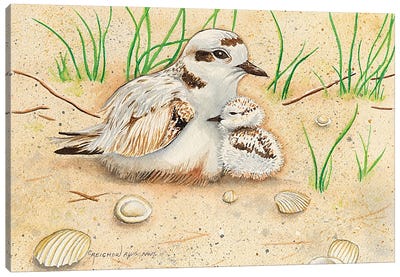 Snowy Plover Mom And Chick Canvas Art Print - Christine Reichow