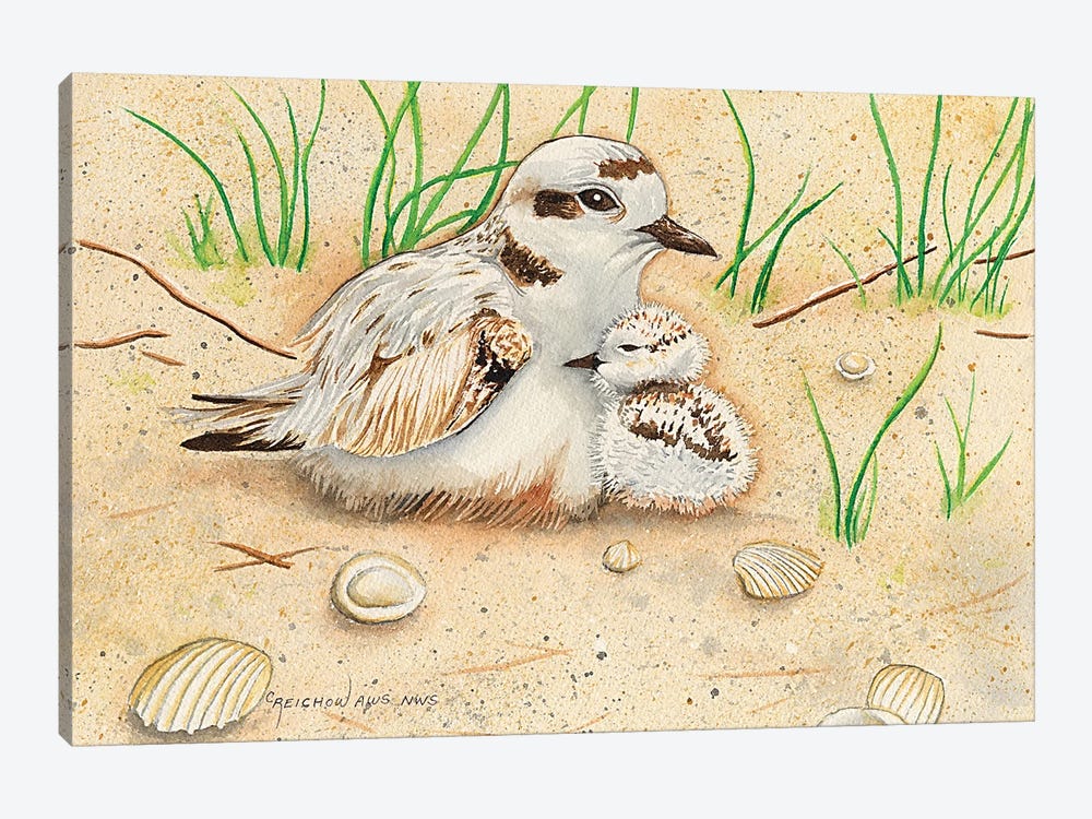 Snowy Plover Mom And Chick by Christine Reichow 1-piece Canvas Print