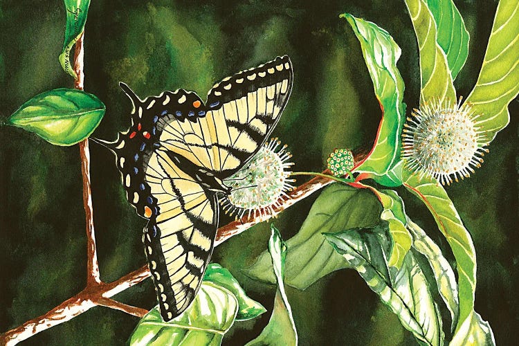 Swallowtail On Buttonbush by Christine Reichow wall art
