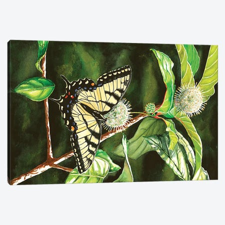 Swallowtail On Buttonbush Canvas Print #CTW60} by Christine Reichow Canvas Art