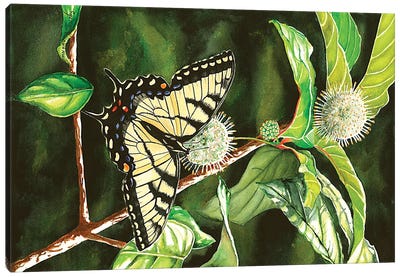 Swallowtail On Buttonbush Canvas Art Print - Christine Reichow