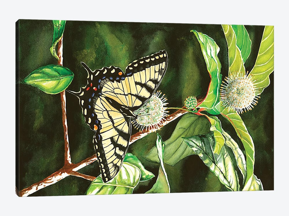 Swallowtail On Buttonbush by Christine Reichow 1-piece Canvas Print