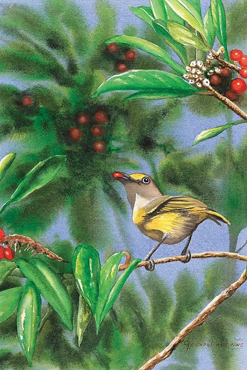 White-Eyed  Viero