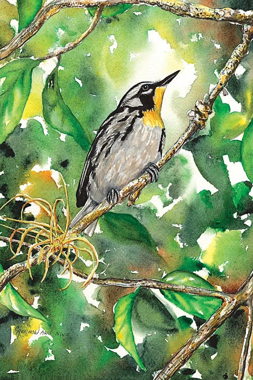 Yellow Throated Warbler