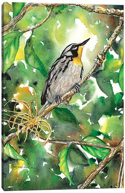 Yellow Throated Warbler Canvas Art Print - Warbler Art
