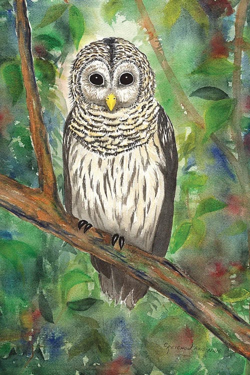 Barred Owl