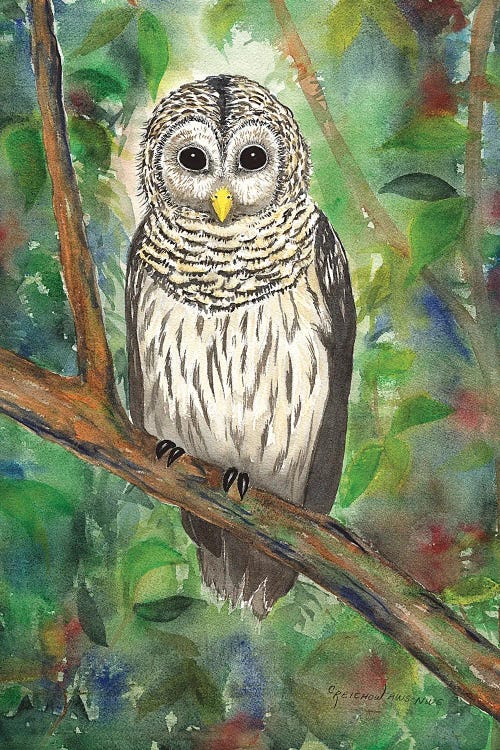 Barred Owl by Christine Reichow wall art
