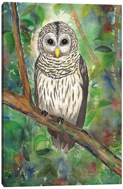 Barred Owl Canvas Art Print - Christine Reichow