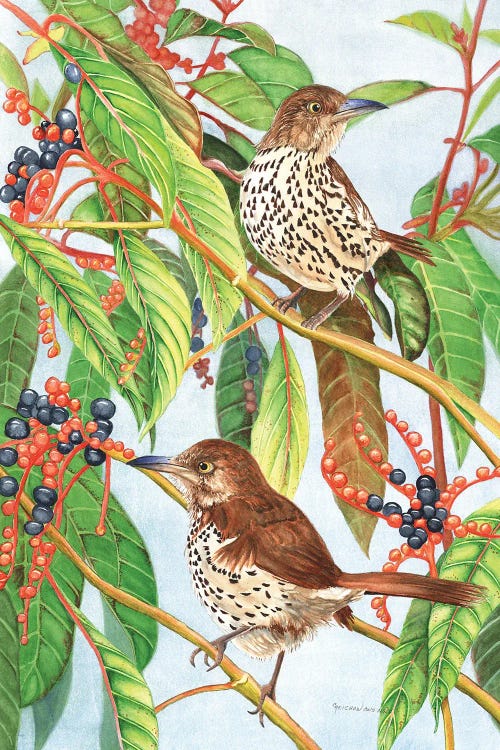 Brown Thrashers by Christine Reichow wall art