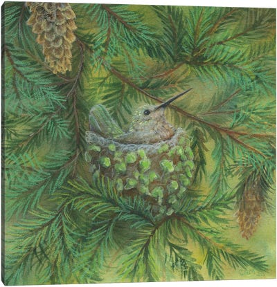Forest Hummer Canvas Art Print - Cathy McClelland