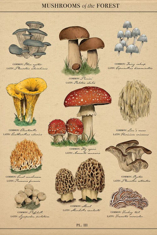 Vintage Mushroom Botanical by Saturday Evening Post wall art
