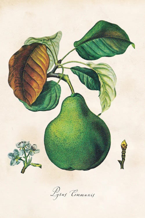 Botanical Pear by Saturday Evening Post wall art