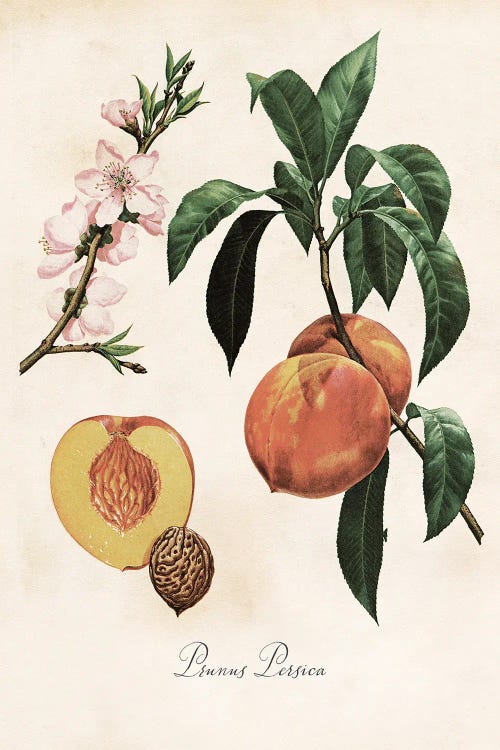 Botanical Peach Print