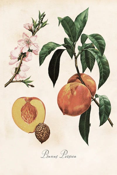 Peaches: Botanical Peach Print by Saturday Evening Post